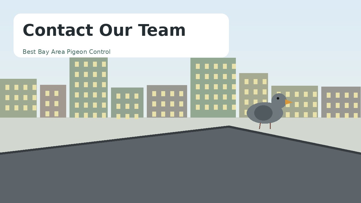 Contact illustration for Best Bay Area Pigeon Control